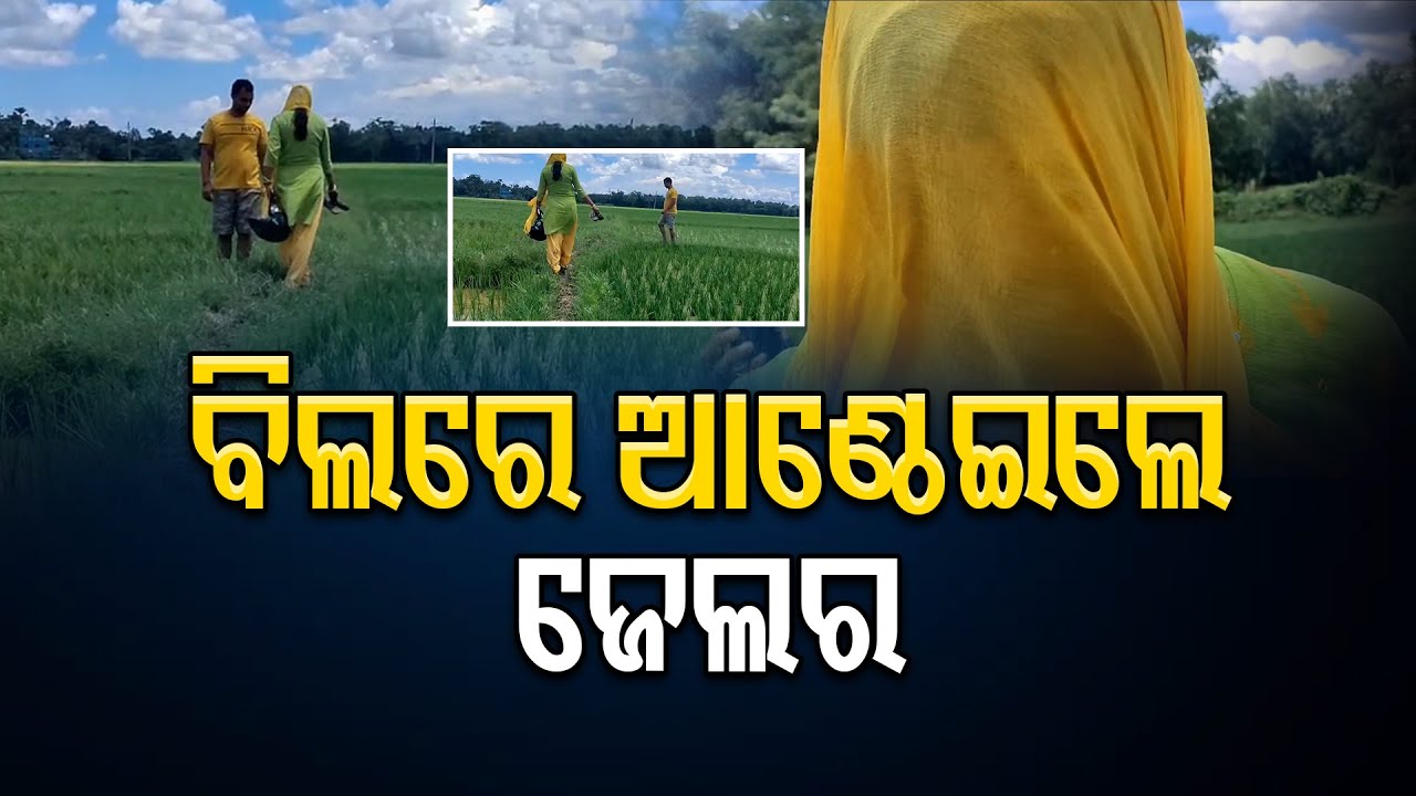 ବିଲରେ ଆଣ୍ଠେଇଲେ ଜେଲର || Assist Went For Domestic Work Of Jailor || Odisha Reporter