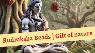 Rudraksha discovery | How Rudraksha beads are found