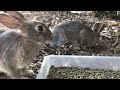 bunny starts to relax right next to the feast