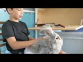 how to comb an english angora