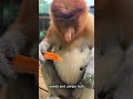 the proboscis monkey master of the rainforest