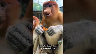 The Proboscis Monkey- Master of the Rainforest