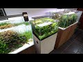 chill with this beautiful 60cm nature aquarium