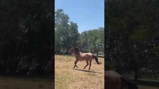 Hi! This is Roy, he is a 7yr old blm mustang. He was caught by a roundup in the Shawave Nevada