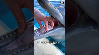 Dolphins Mind Blowing Intelligence