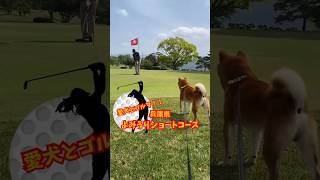 愛犬とゴルフ！よみうりショートコースのワンワンDAY！に行ってきたよ♪ #shorts