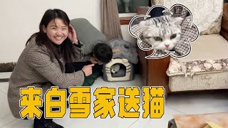 海燕去给清香家送猫，价值千元的美短，大猪二猪兄弟俩抢着要！【许海燕vlog】