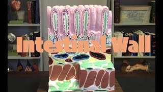 Intestinal Wall