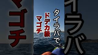 デカすぎてヤバい…タイラバで釣れたマゴチが規格外！