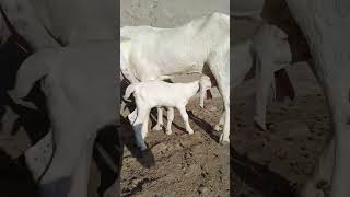 #sojat #gulabi #goats #goldengoatfarm