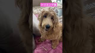 初めてのお顔周りだけトリミング、だいぶスッキリして良かったね〜#ゴールデンドゥードル #犬 #トリミング #トリミングサロン #大型犬 #shorts