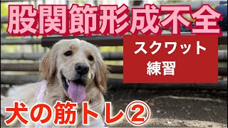 【股関節形成不全のゴールデンレトリバー】犬のスクワット筋トレ②