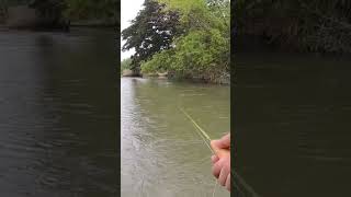 ฟลายฟิชชิ่ง ทอยสายได้วิด #like #subscribe #fishing #ตกปลา