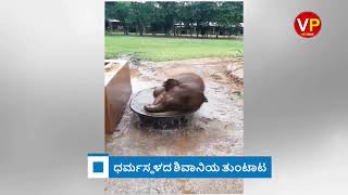 Dharmasthala Shivani baby elephant playing|‘ಲಕ್ಷ್ಮೀ‘ ಪುತ್ರಿಯ ತುಂಟಾಟ|VP STUDIOS