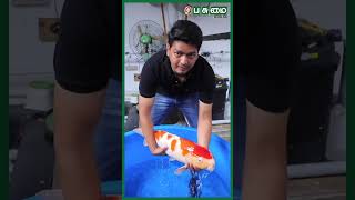 ஆத்தீ... ஒரு மீன் விலை 65 லட்சம் ரூபாயா? | மலைக்க வைக்கும் Japan Koi Fish Business