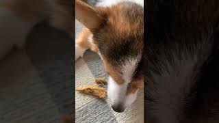 わんこのASMRが聴きたかっただけなのに、、、　オッドアイコーギーティアナ　#shorts #corgi #asmr 風 #dog