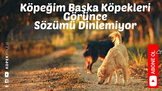 Köpeğim Başka Köpekleri Görünce Sözümü Dinlemiyor