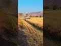 wheat harvesting