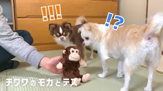 Chihuahua Dog VS Talking Stuffed Toy🐵