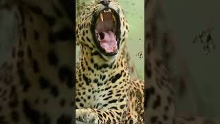 Leopard yawning video !!!!