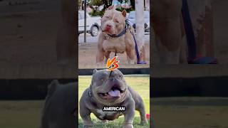 Pitbull vs American Bully: What's the Difference?