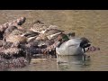 【野鳥観察vlog】さよならカモ　〜ヨシガモ、トモエガモ、ハシビロガモ、マヒワなど〜