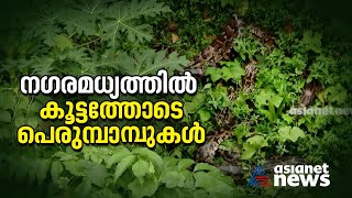 കോഴിക്കോട് ന​ഗരത്തിൽ കനോലി കനാലിൽ പെരുമ്പാമ്പിൻകൂട്ടം; കാണാൻ വൻ ജനക്കൂട്ടം