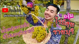 ep.61 มาเที่ยวราชบุรี ต้องแวะมาเก็บองุ่นที่ไร่นี้    #ไร่องุ่น #ไร่องุ่นมีสุข  #สวนผึ้งราชบุรี