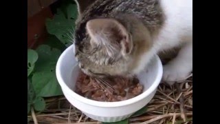 さつきちゃん、黒猫母さんと共に、お食事中。