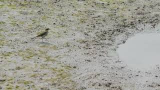 One eastern yellow wagtail and hundreds of scared little carbs