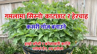 Stinging nettle care || सिस्नोको हेरचाह || हाम्रो कौसी र करेसाबारी क्रान्ति || दूर्जेय चेतना