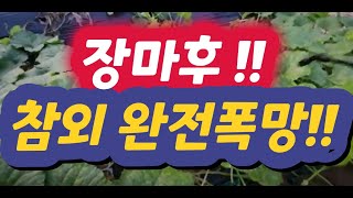 장마후 !! 6월 7일 늦게 심은 참외농사  망했어요!!! 완전 망했어!! / 절대로 늦게 심지마세요 !!