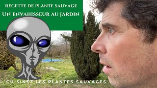 Un envahisseur au jardin que faire de la consoude en cuisine