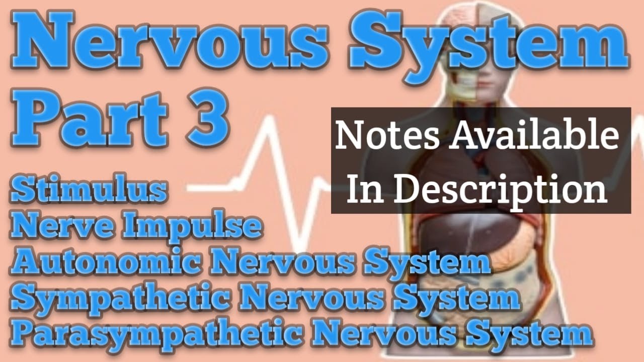 हिन्दी में || Nervous System Part 3 || Unit 4 || Nervous System ...