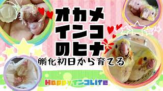 【オカメインコのヒナ】孵化初日から育てる