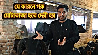 যে ভূলের কারনে গরু মোটাতাজা হতে দেরী হয় ।। বিস্তারিত ভিডিওতে ।।