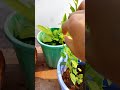 gongura harvest from my terrace garden leafy vegetables harvest