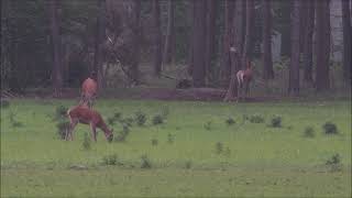 Louis Fraanje - Hinde met haar kalfje op de wildweide