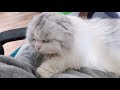 the kitten looks so cute while dozing and meowing. i want to give it to the whole world