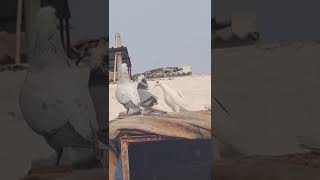 Pigeon Loving Video || Hyderabadi Neela Kabutar breeding video || #shorts #youtubeshorts #pigeon