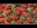 Proper way to pick strawberries