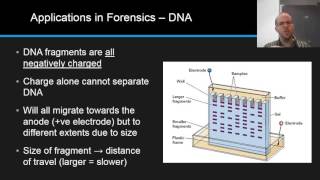 Electrophoresis