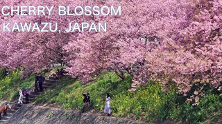 【CHERRY BLOSSOMS, SAKURA in JAPAN】Sakura festival in Kawazu, Izu　Kawazu zakura