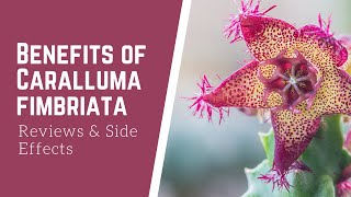 What is Benefits of Caralluma Fimbriata:  Reviews and Side effects