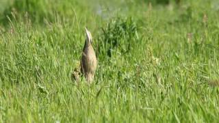 Bittern Calling