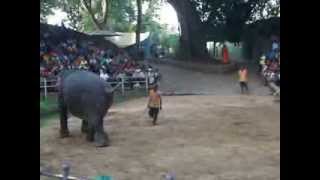 ｽﾘﾗﾝｶ：大規模動物園：ぞうさんショー：ぞうさんダンシング！