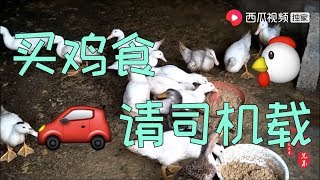 【山鍋兄弟】山锅兄弟买个鸡食，还要请司机，这都是没驾驶证惹的祸！