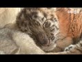 맹수 유치원 갔다가 재규어한테 한대 맞고 현타 온 아기 호랑이ㅋㅋㅋ l baby tiger is scared of a baby jaguar lol