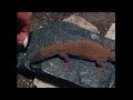 hand feeding juvenile yellow ackie monitor lizard eats a cricket right from hand