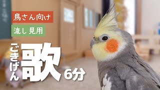 毎朝恒例のリサイタル オカメインコこはく